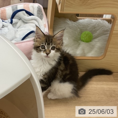 メインクーンの写真