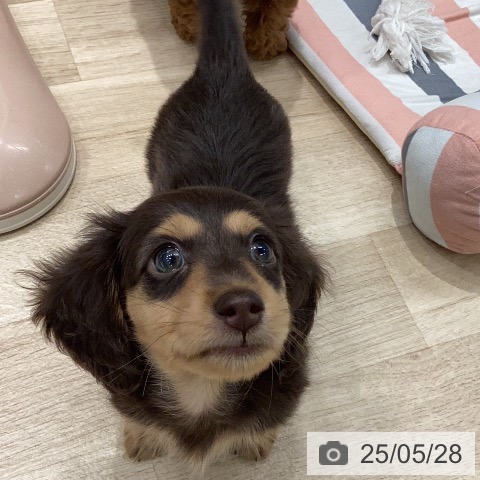 ミニチュア・ダックスフンドの写真
