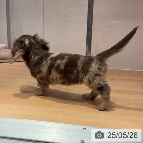 ミニチュア・ダックスフンドの写真
