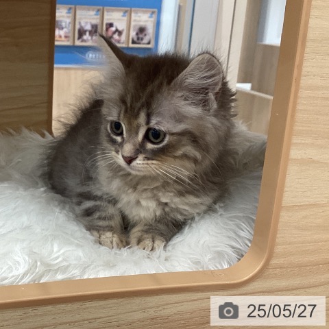 サイベリアンの写真