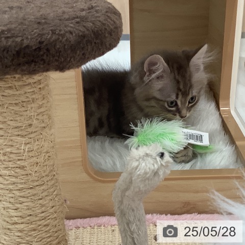 サイベリアンの写真