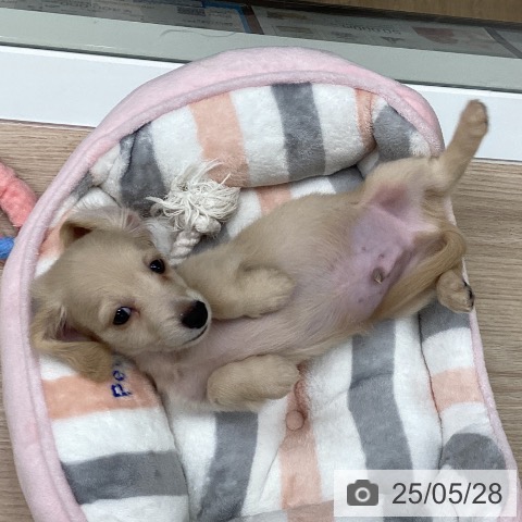 ミニチュア・ダックスフンドの写真