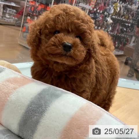 トイ・プードルの写真