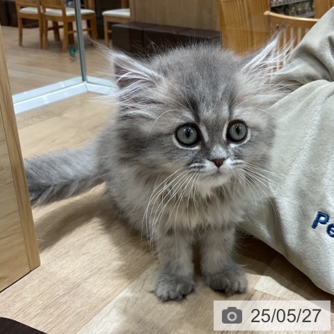 ペルシャの写真