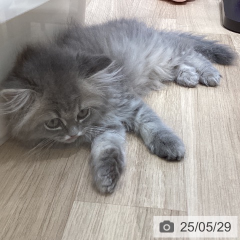 ペルシャの写真
