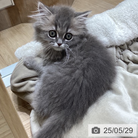 ペルシャの写真