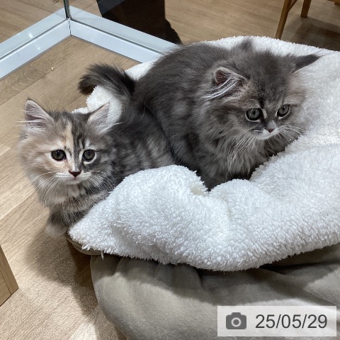 ペルシャの写真