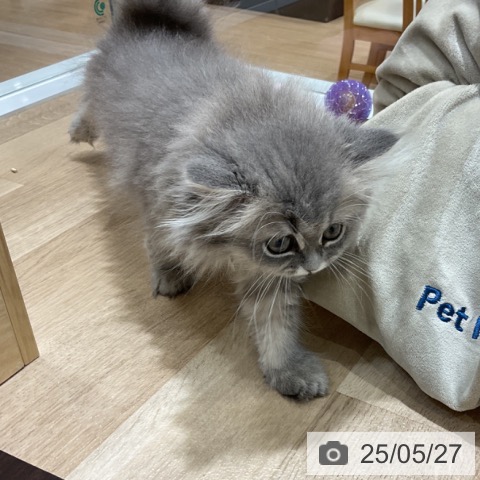ペルシャの写真