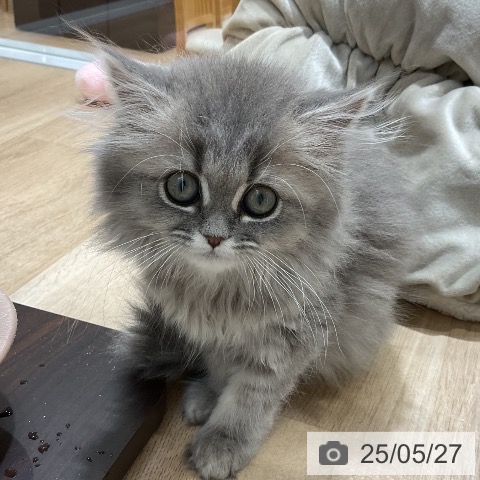 ペルシャの写真