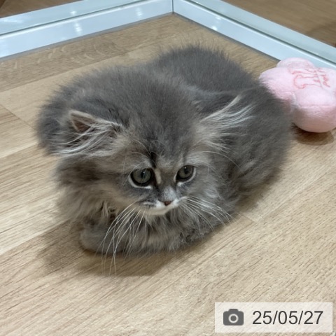 ペルシャの写真