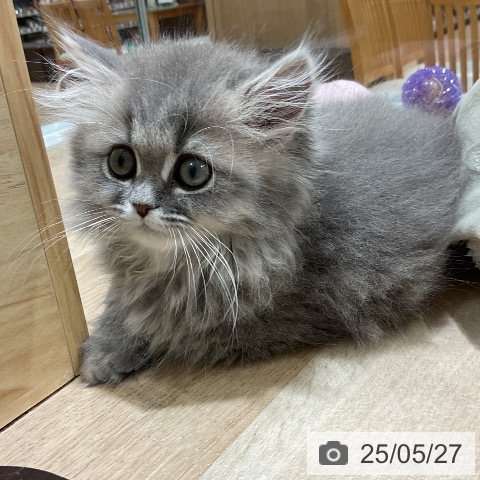 ペルシャの写真
