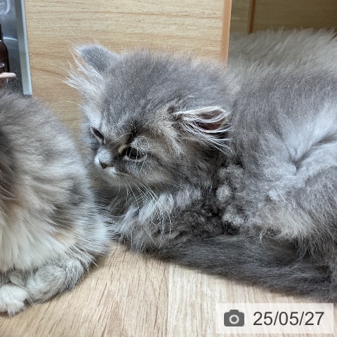 ペルシャの写真