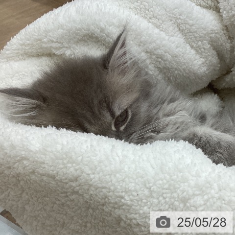 ペルシャの写真