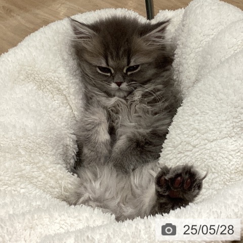ペルシャの写真