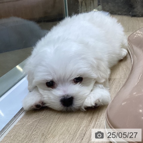 マルチーズの写真