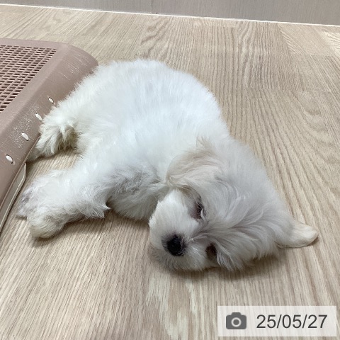 マルチーズの写真