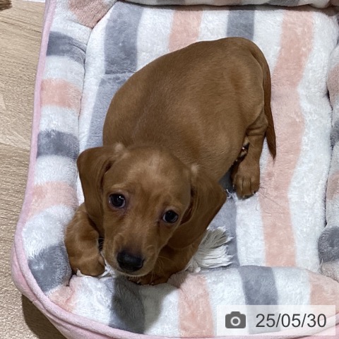 ミニチュア・ダックスフンドの写真