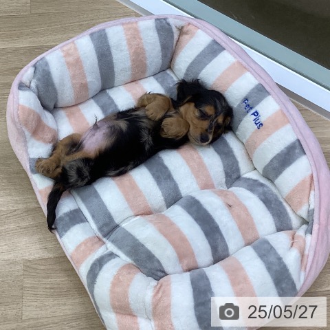 ミニチュア・ダックスフンドの写真