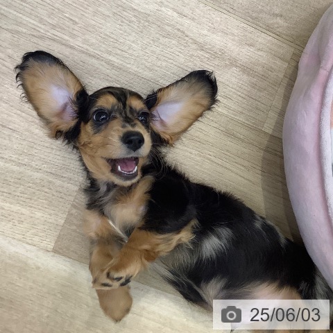 ミニチュア・ダックスフンドの写真