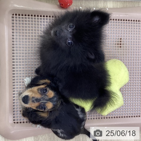 ミニチュア・ダックスフンドの写真