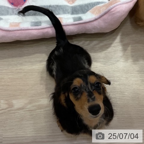 ミニチュア・ダックスフンドの写真