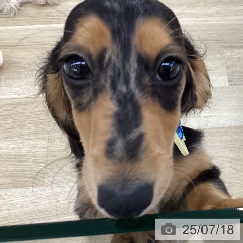 ミニチュア・ダックスフンドの写真