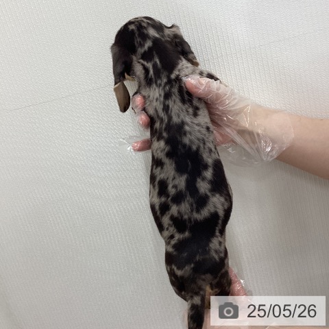 ミニチュア・ダックスフンドの写真