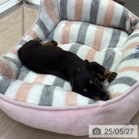 ミニチュア・ダックスフンドの写真