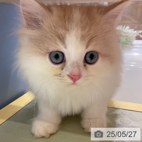 サイベリアンの写真