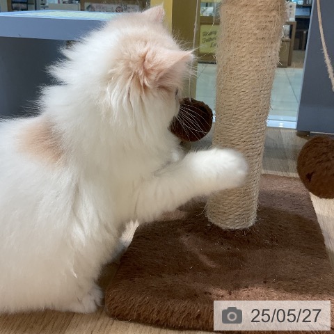 サイベリアンの写真