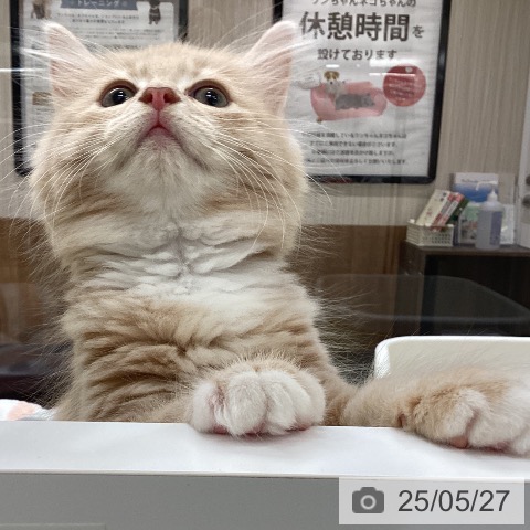 ラガマフィンの写真
