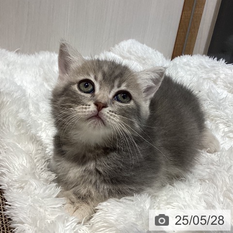 マンチカンの写真