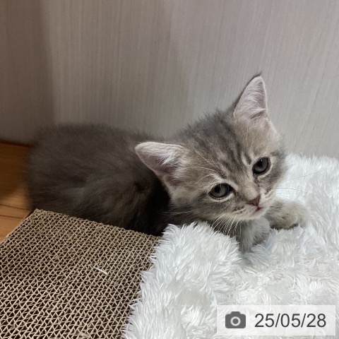 マンチカンの写真