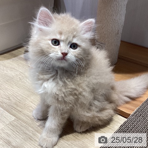 ラガマフィンの写真