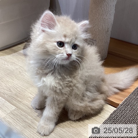 ラガマフィンの写真
