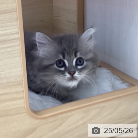 ラガマフィンの写真