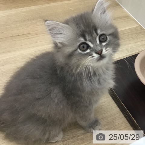 ラガマフィンの写真