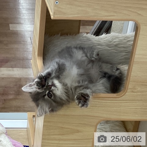 ラガマフィンの写真