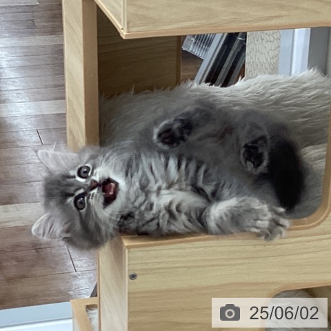 ラガマフィンの写真