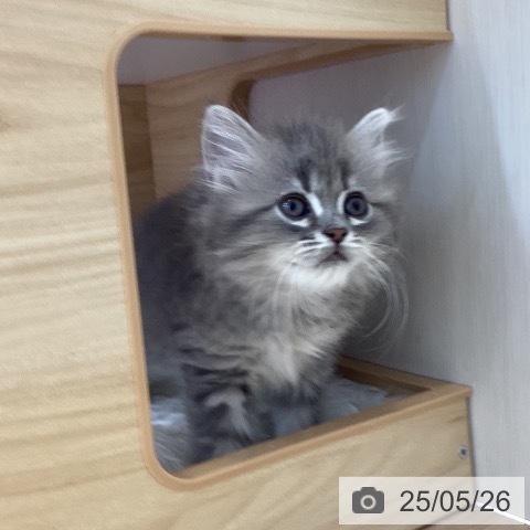 ラガマフィンの写真