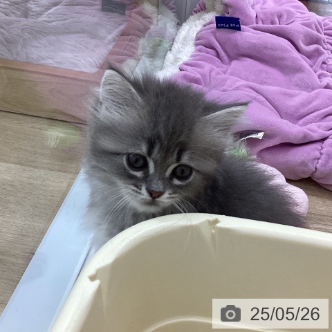 ラガマフィンの写真