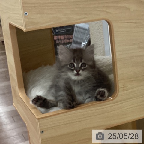 ラガマフィンの写真