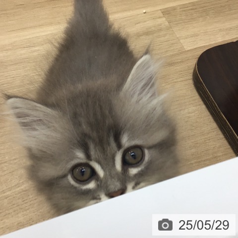 ラガマフィンの写真