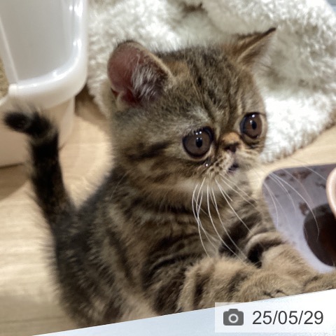 エキゾチックの写真
