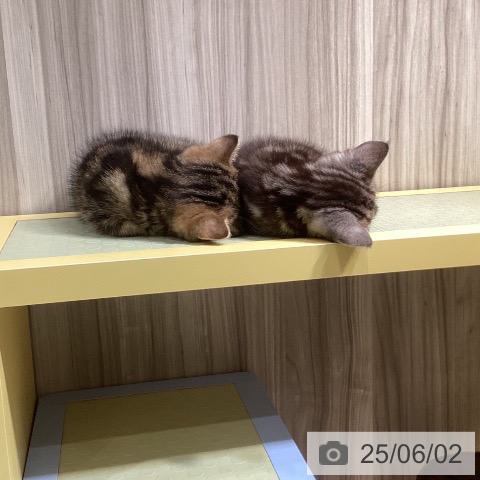 エキゾチックの写真
