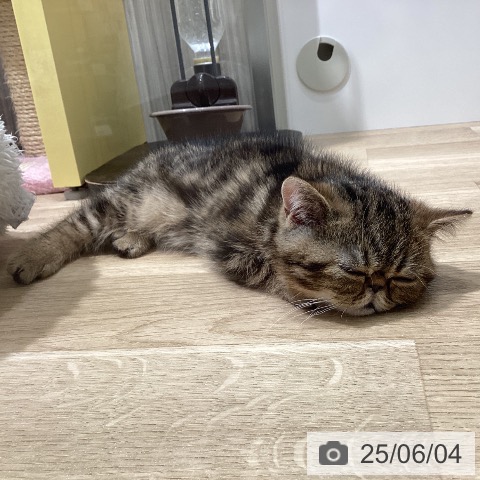 エキゾチックの写真