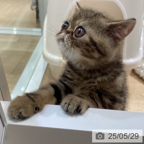 エキゾチックの写真