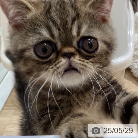 エキゾチックの写真