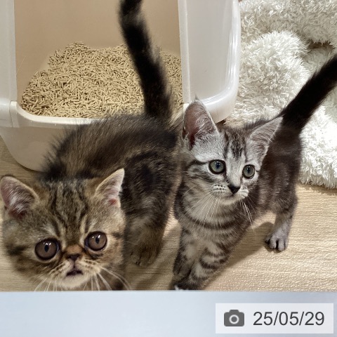 エキゾチックの写真