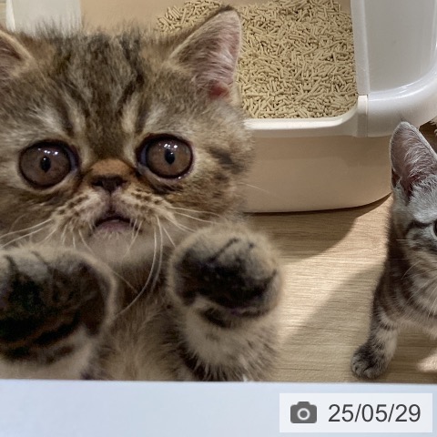 エキゾチックの写真